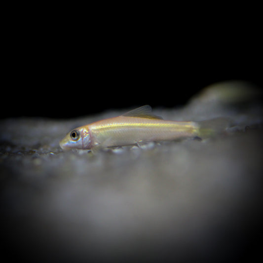 Gold Algae Eater