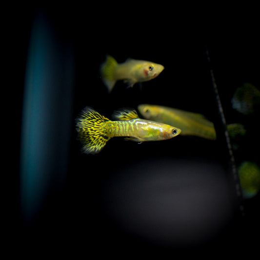 Gold Cobra Delta Guppy