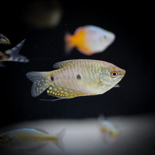 Gold Gourami