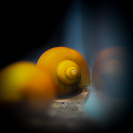 Gold Mystery Snail