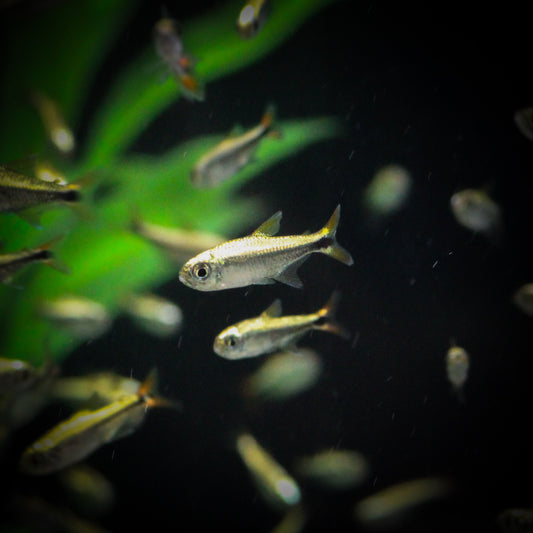 Gold Tetra (Hemigrammus Saizi)