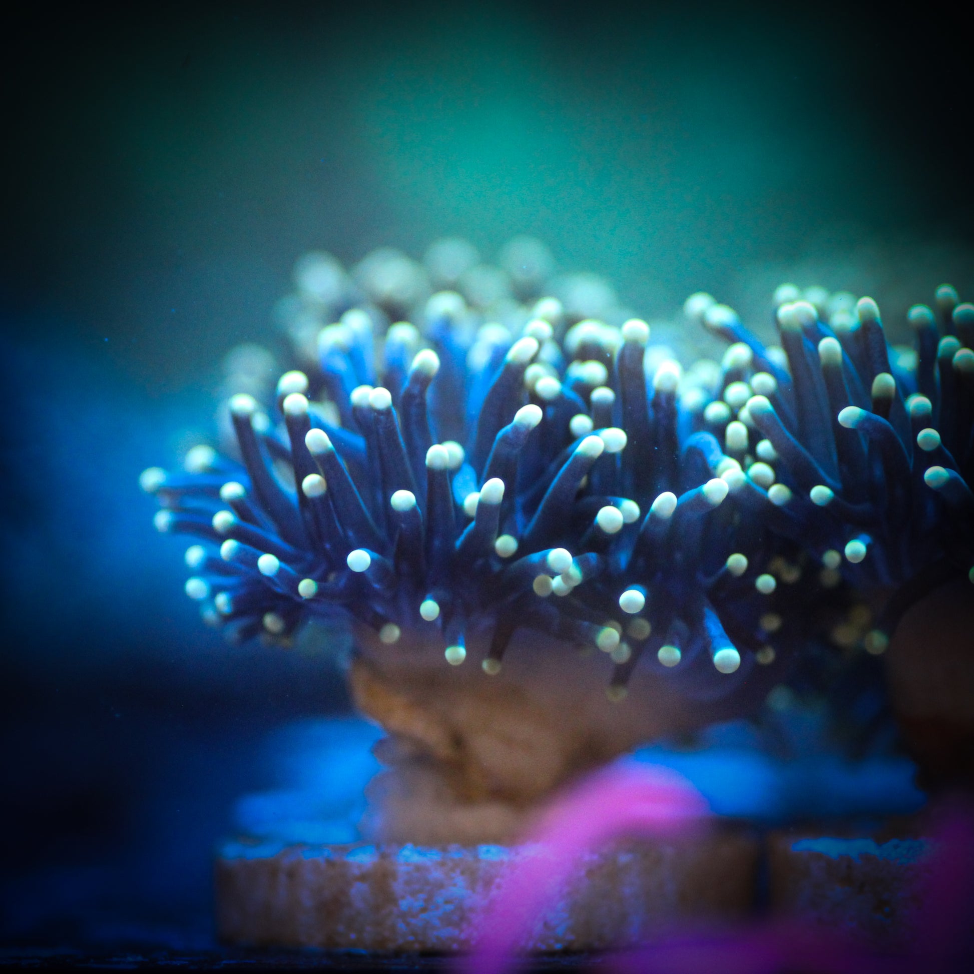 Gold Tip Black Torch