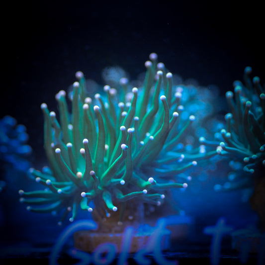 Gold Tip Neon Green Torch