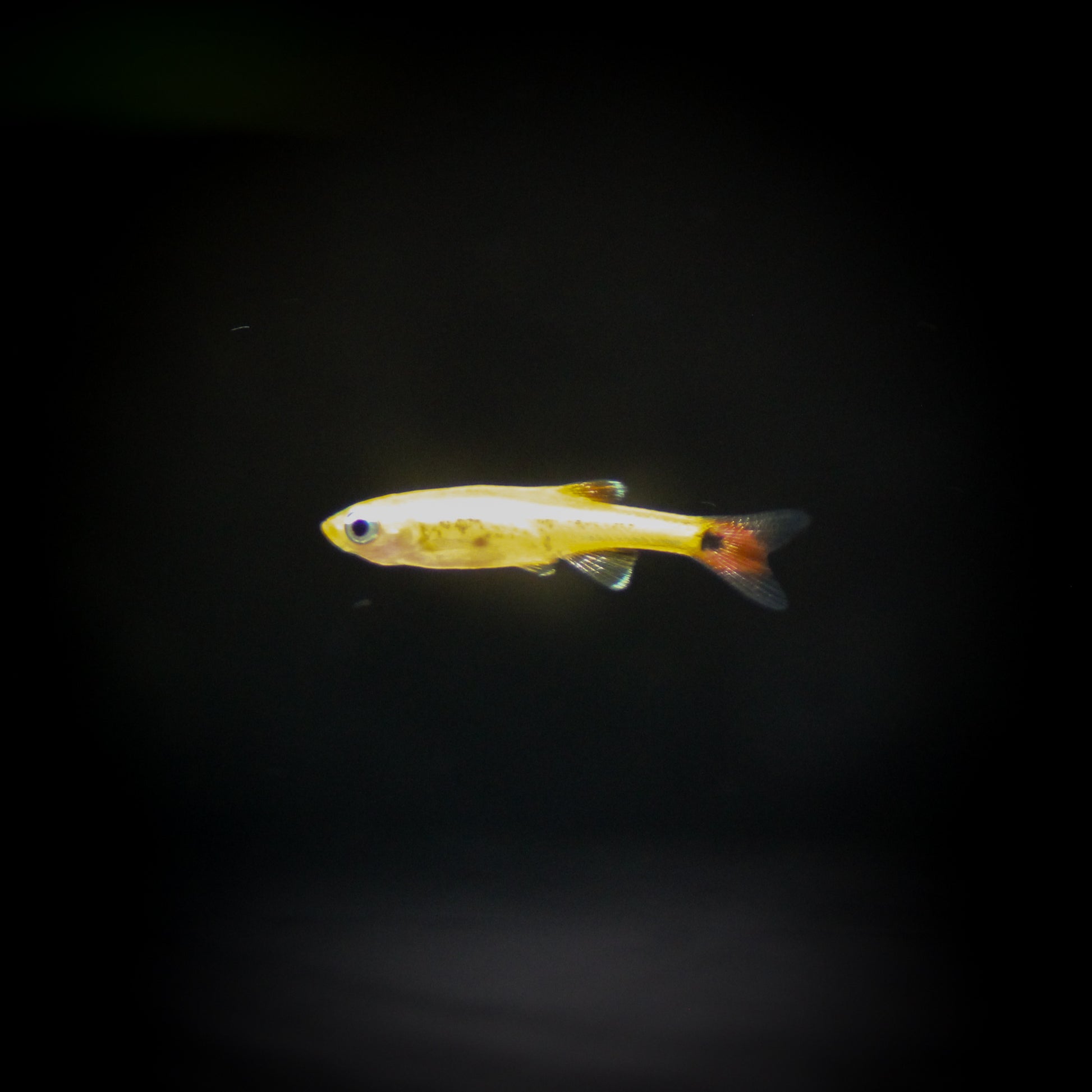 Gold White Cloud Danio