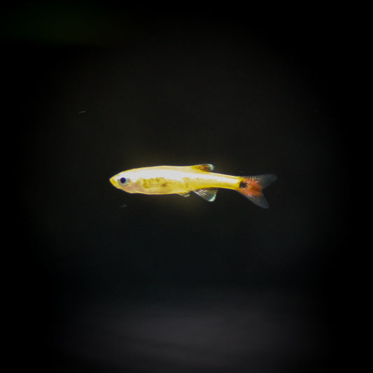 Gold White Cloud Danio