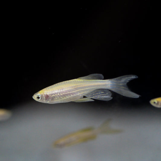 Gold Zebra Danio