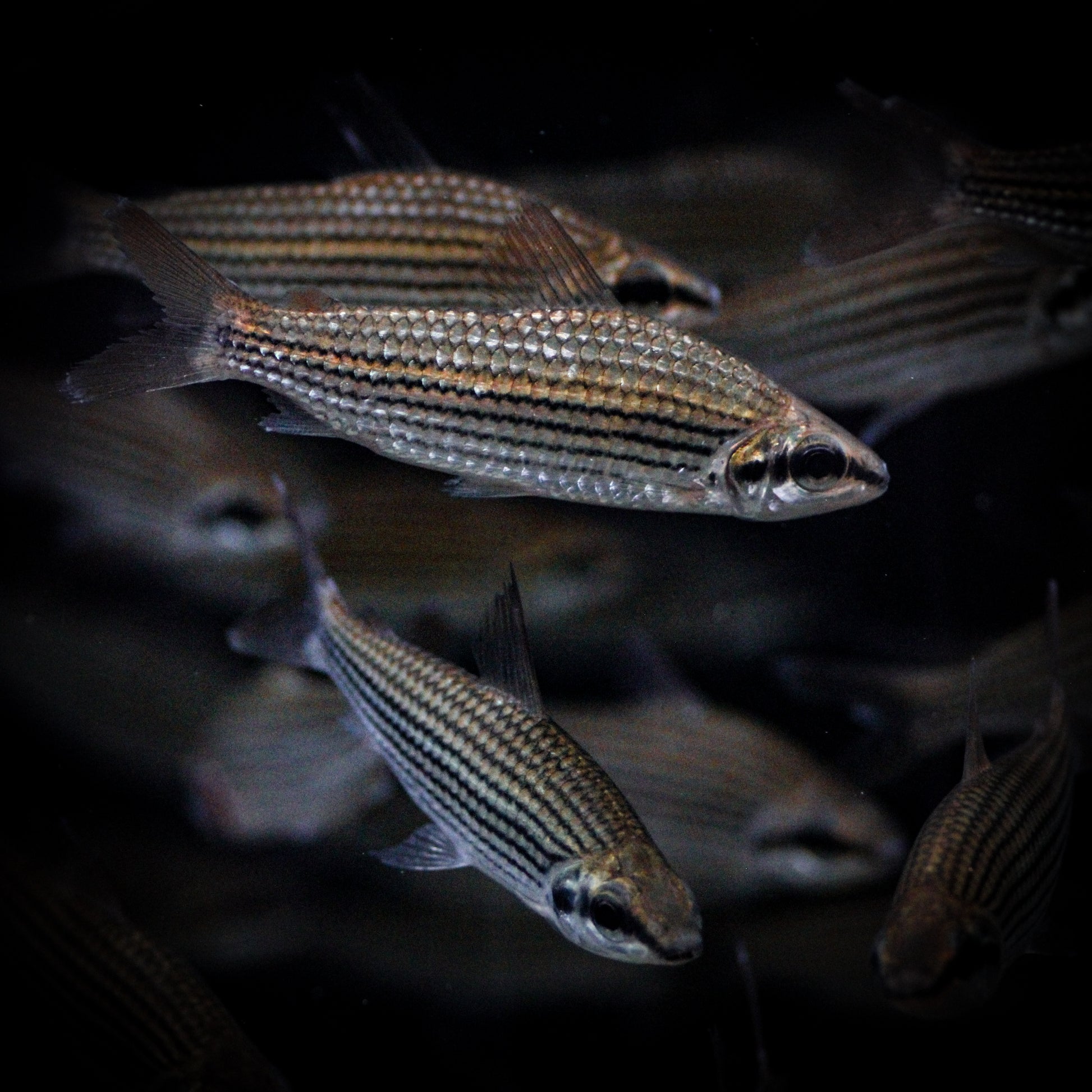 Golden Mascara Tetra (Cyphocharax Multilineatus)