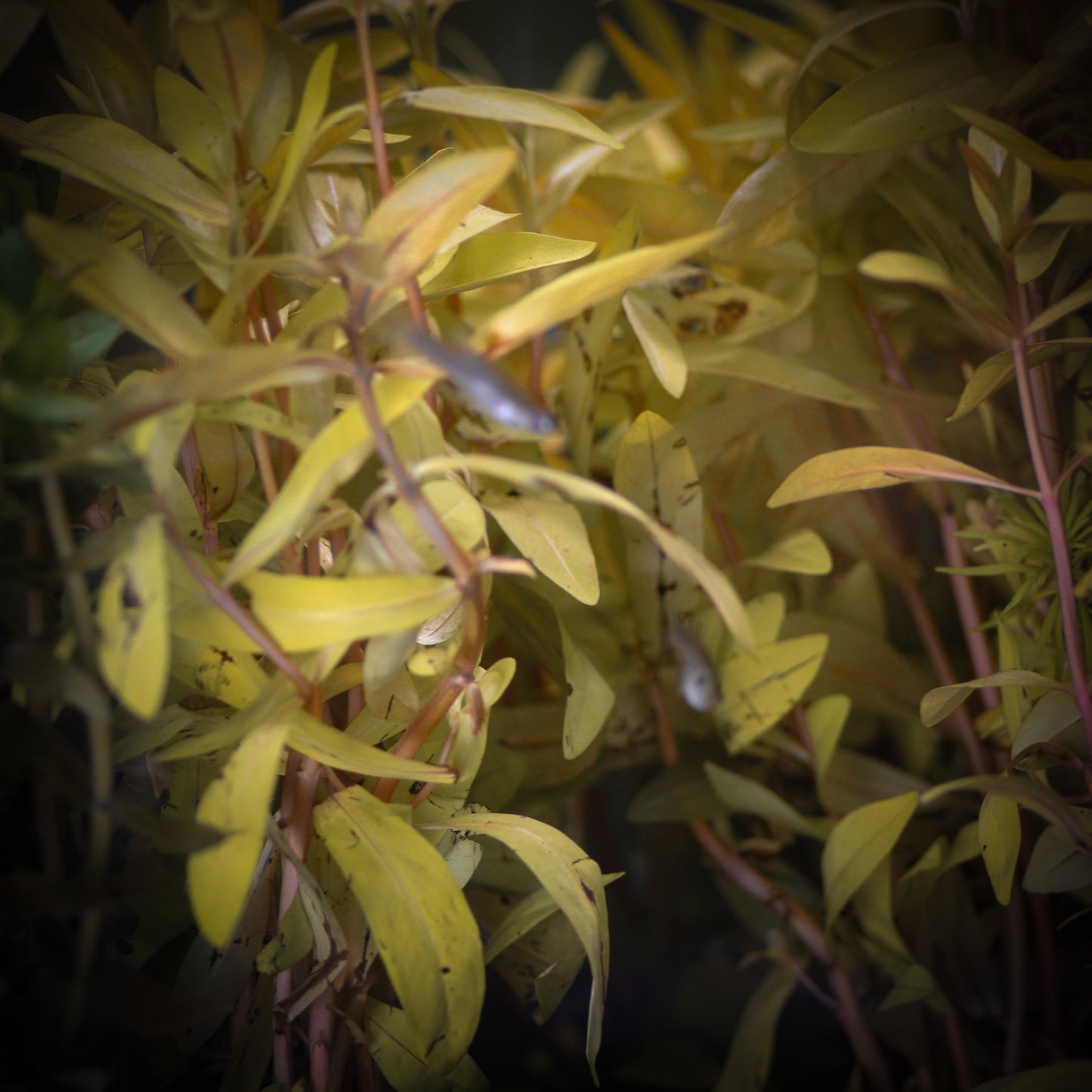 Golden Nesaea (Nesaea Pedicellata 'Golden')