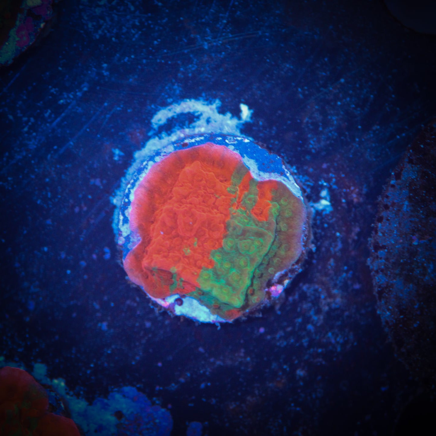 Grafted Montipora
