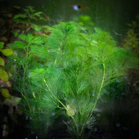 Green Cabomba (Cabomba Caroliniana)