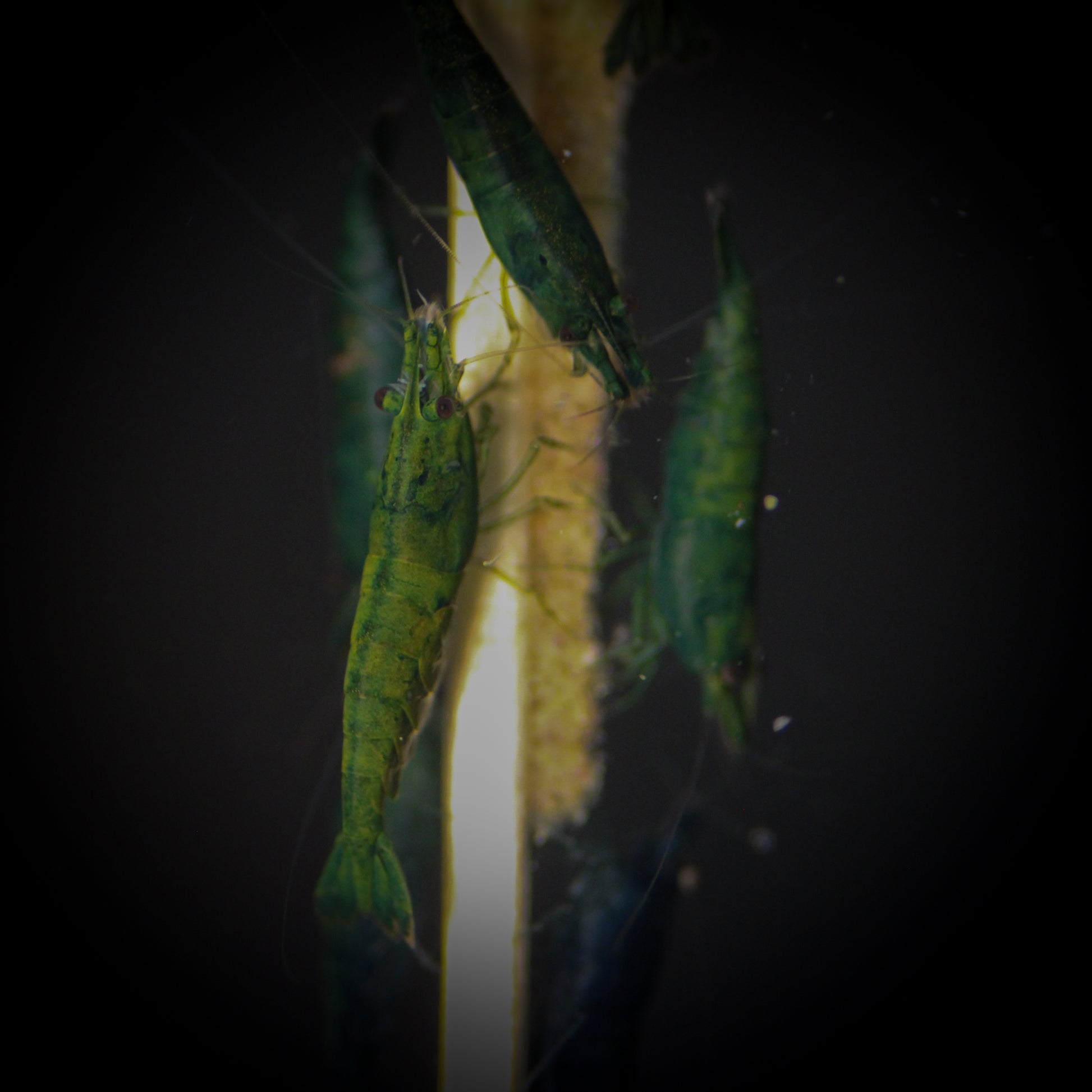 Green Jade Shrimp