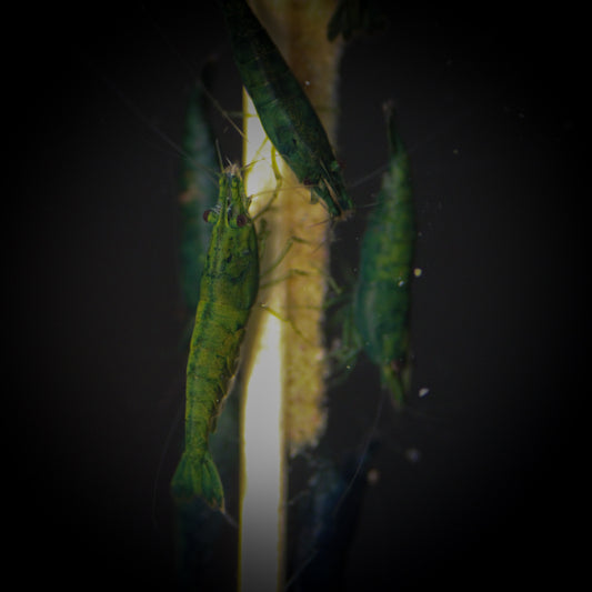 Green Jade Shrimp