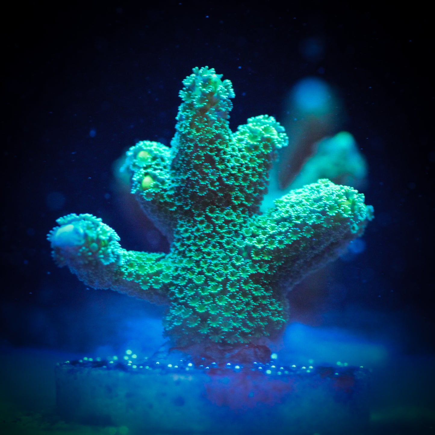 Green Montipora Digitata