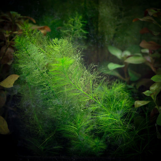 Green Myrio (Myriophyllum Pinnatum)
