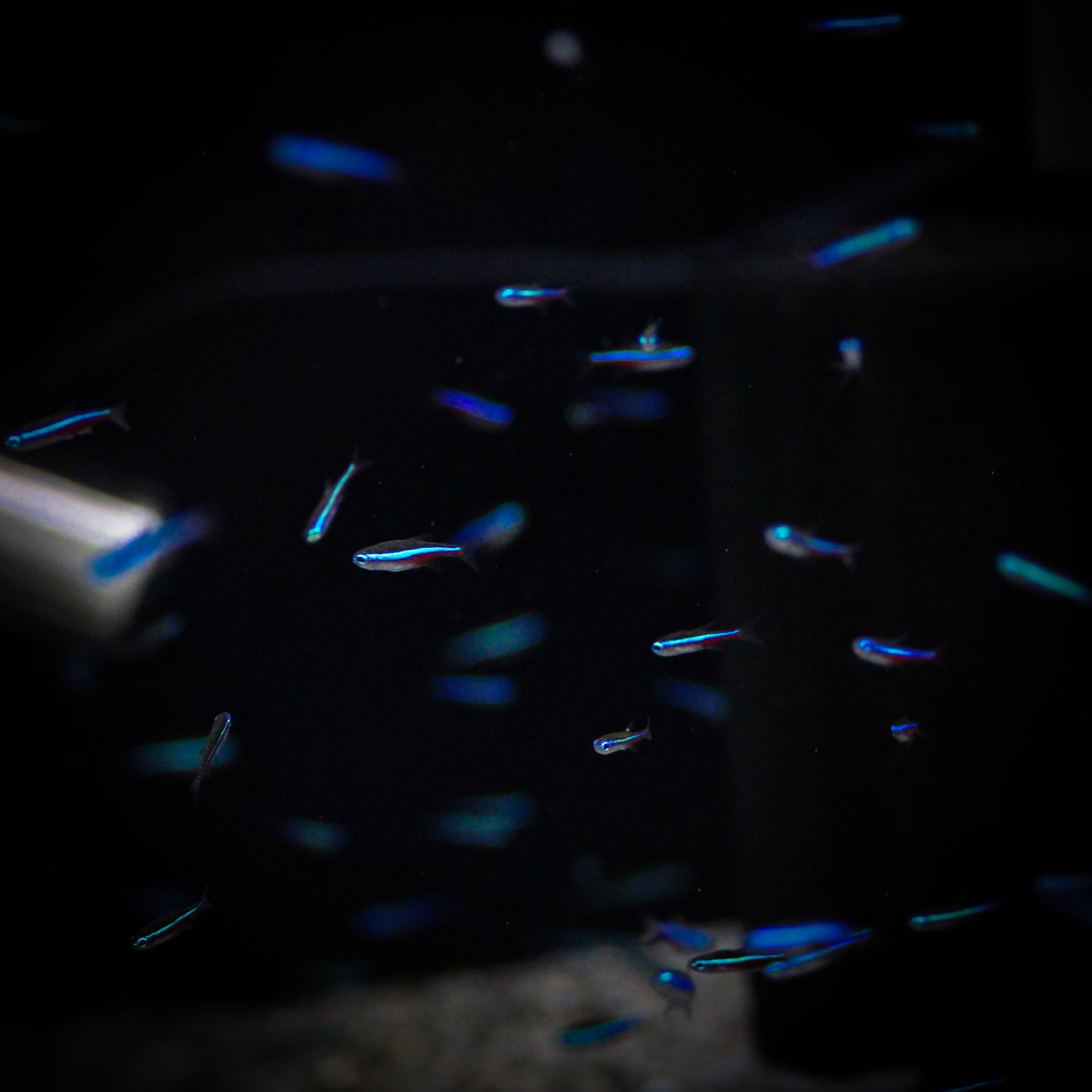 Green Neon Tetra (Paracheirodon Simulans)