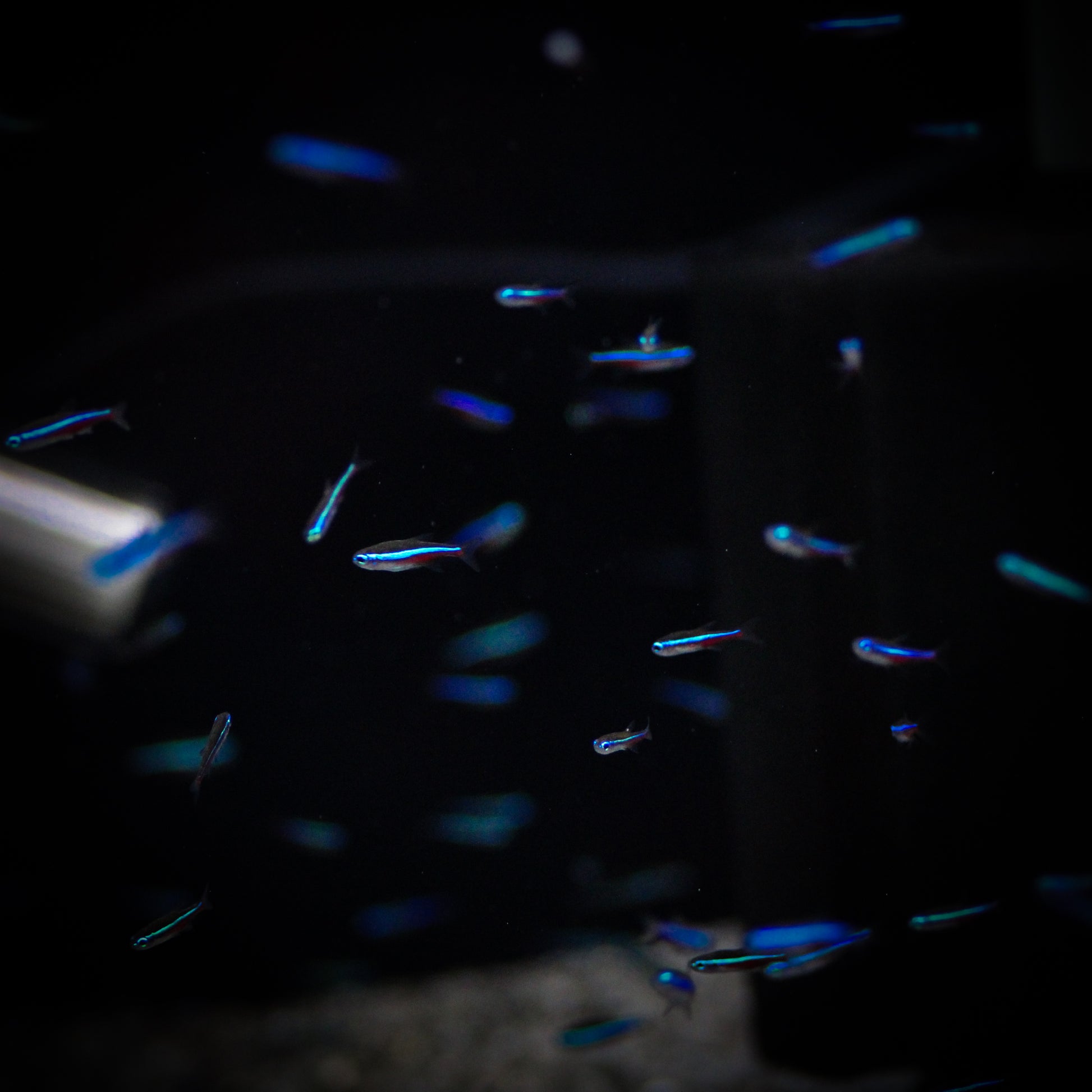 Green Neon Tetra (Paracheirodon Simulans)