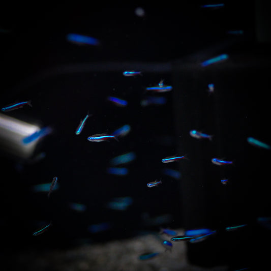 Green Neon Tetra (Paracheirodon Simulans)