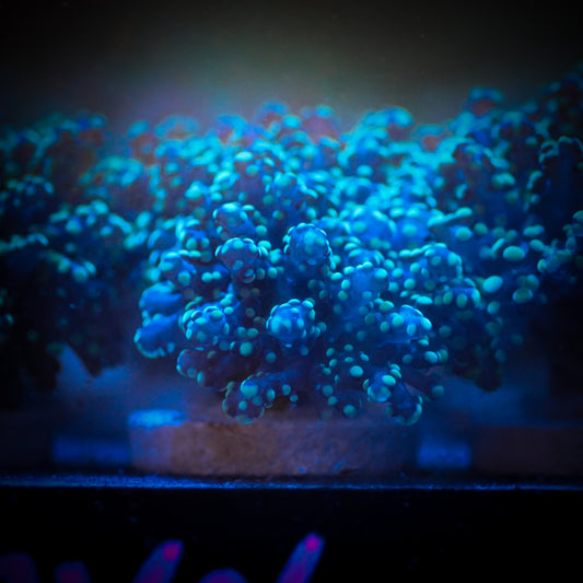 Green Octospawn