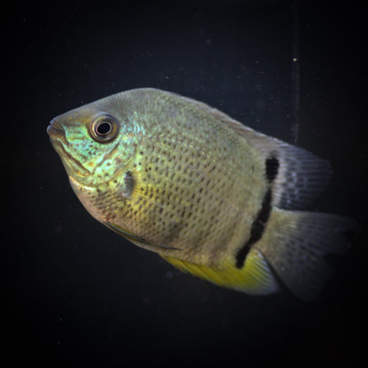 Green Severum