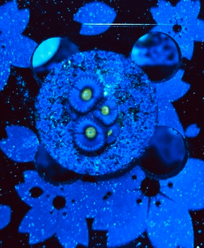HAW AOI Zoanthid