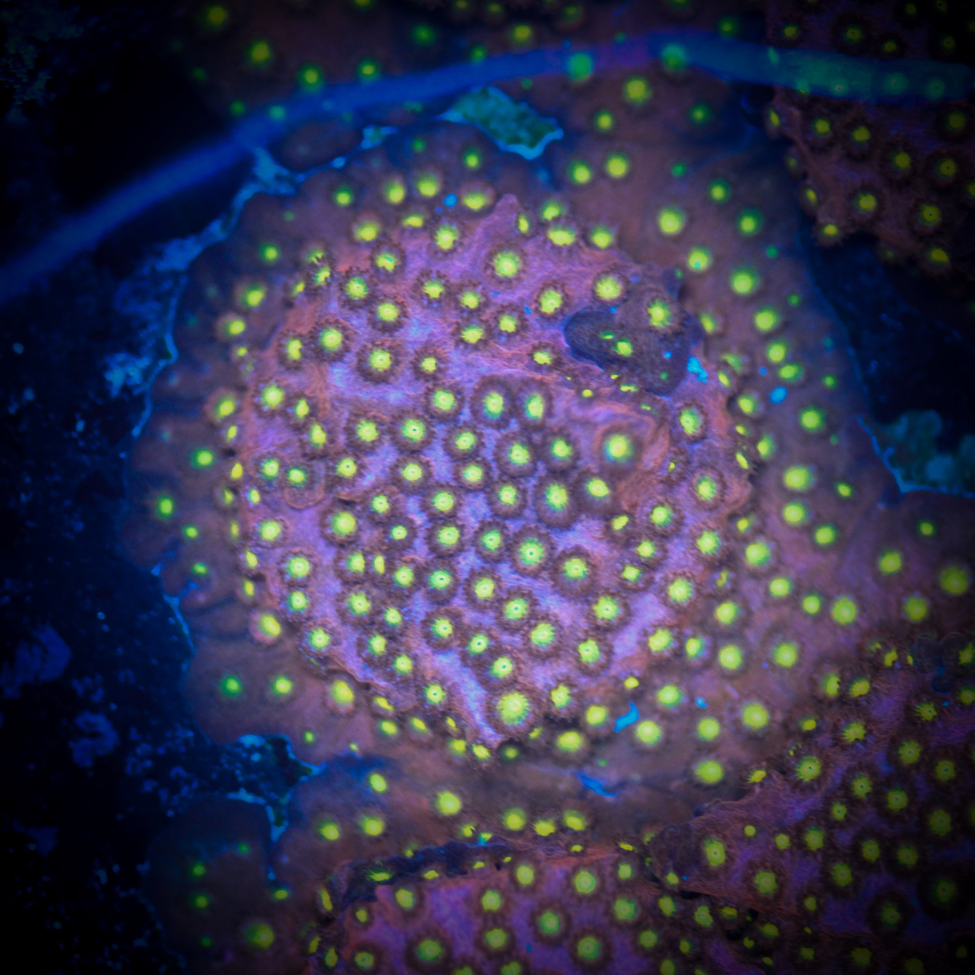 HAW Bling Bling Cyphastrea