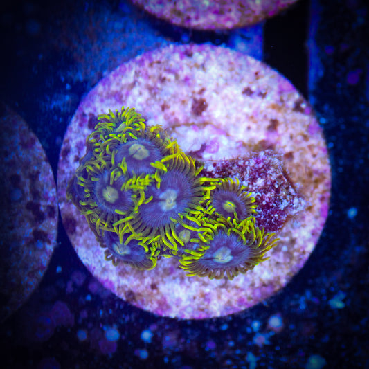 HAW Blue Alien Zoa