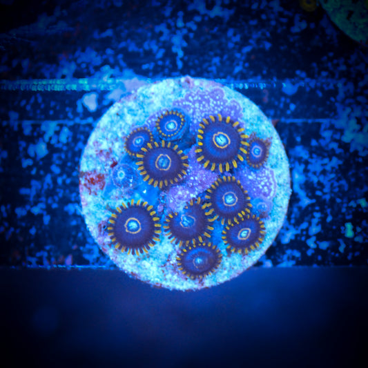HAW Blue Steel Zoa