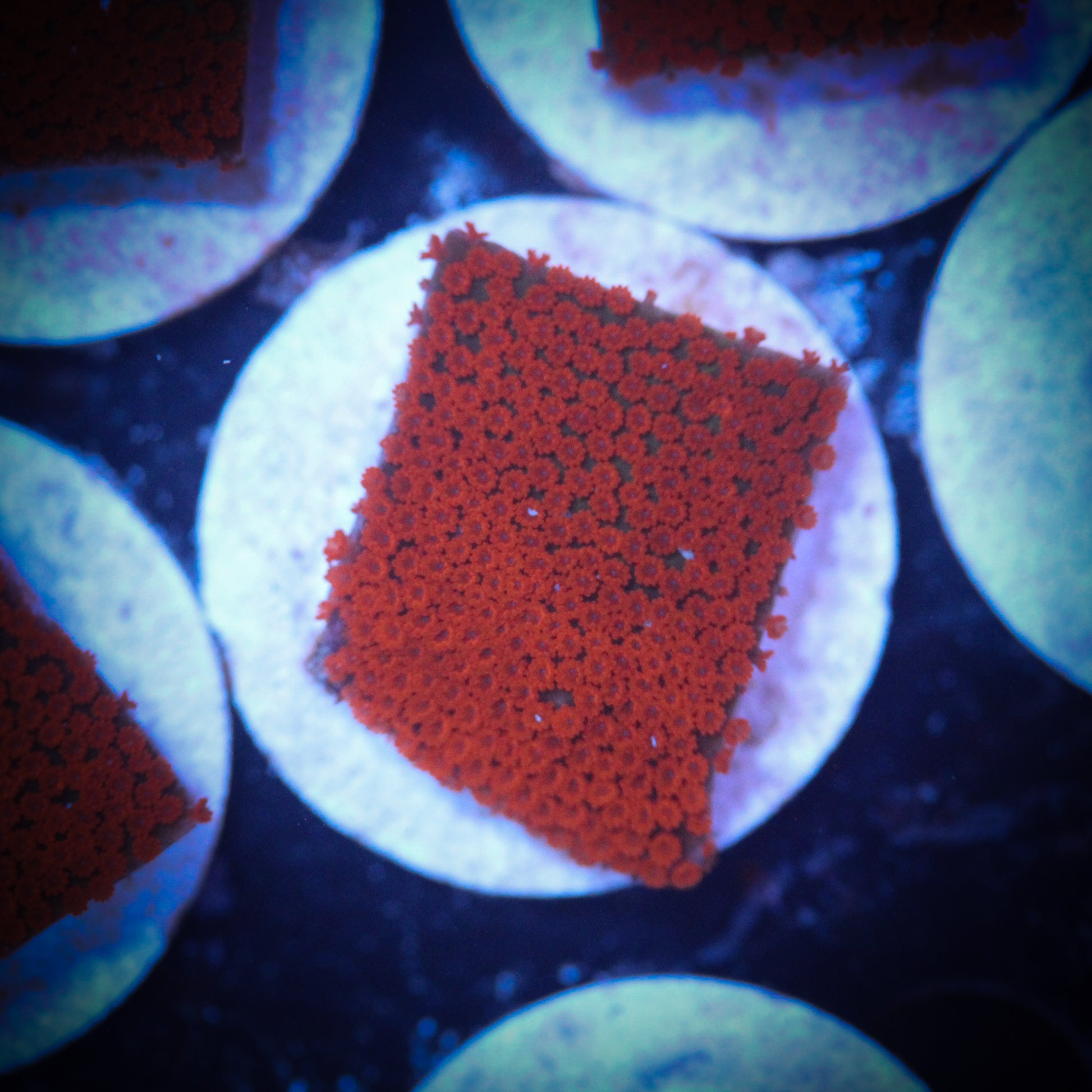 HAW Bubblegum Montipora Digitata
