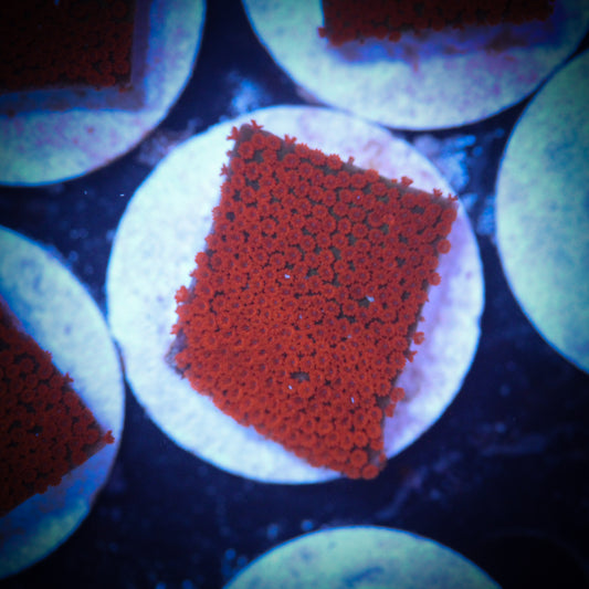 HAW Bubblegum Montipora Digitata