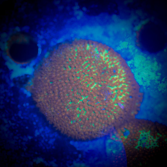 HAW Burning Banana Stylopora