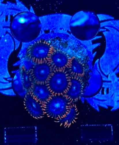 HAW Circus Freak Zoanthid