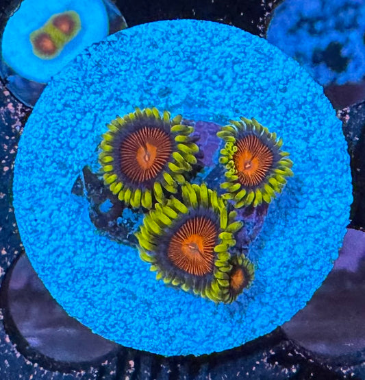HAW Demon Eye Zoanthid
