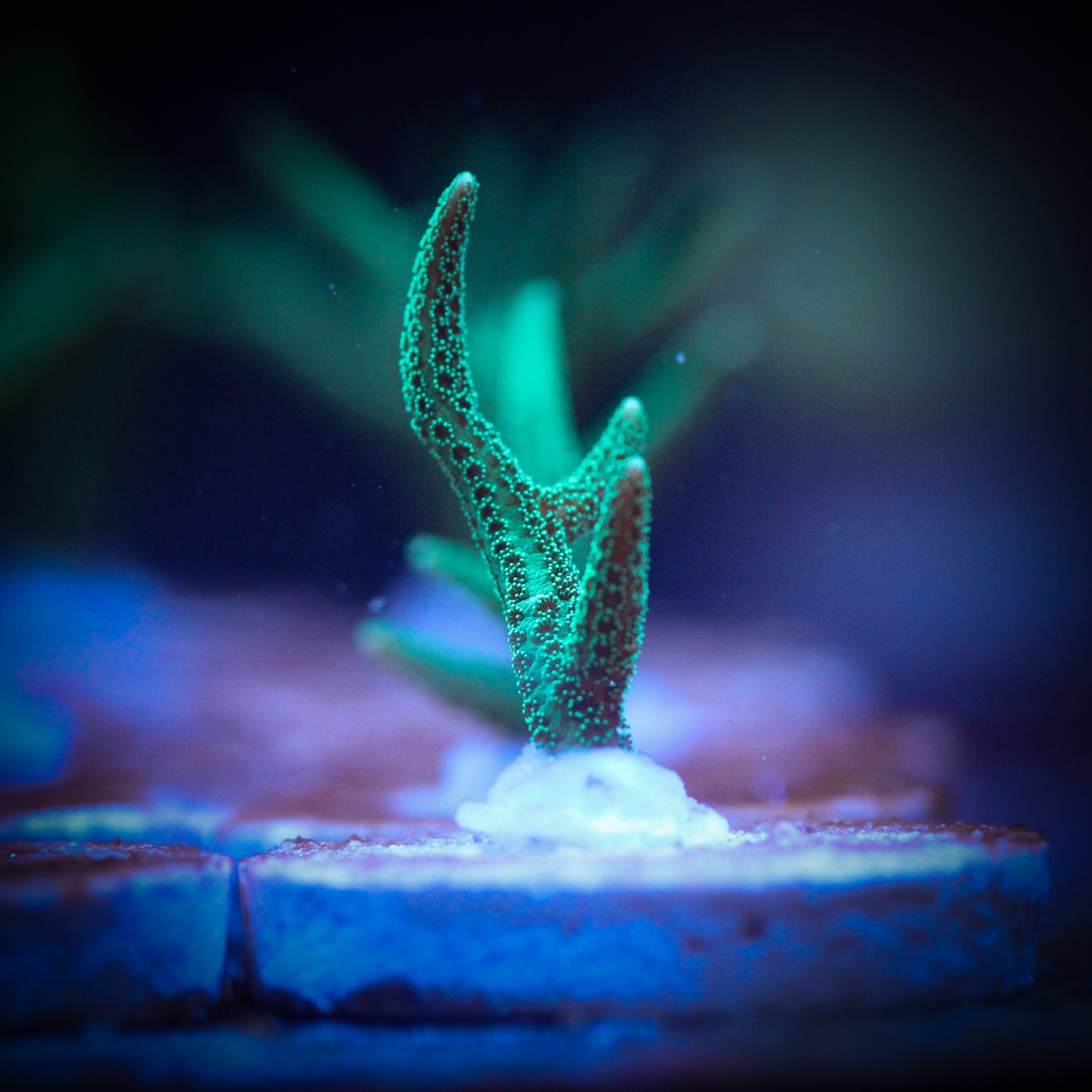 HAW Electric Green Spiky Bird Nest