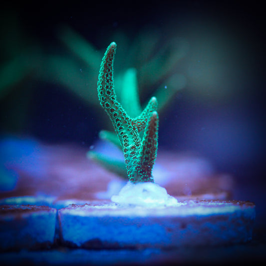 HAW Electric Green Spiky Bird Nest
