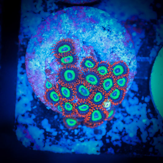 HAW Emerald on Fire Zoa