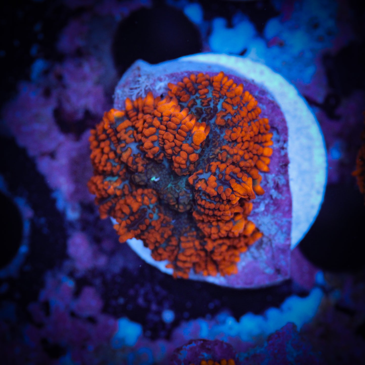 HAW Fire and Ice Rhodactis Mushroom2