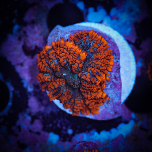 HAW Fire and Ice Rhodactis Mushroom2