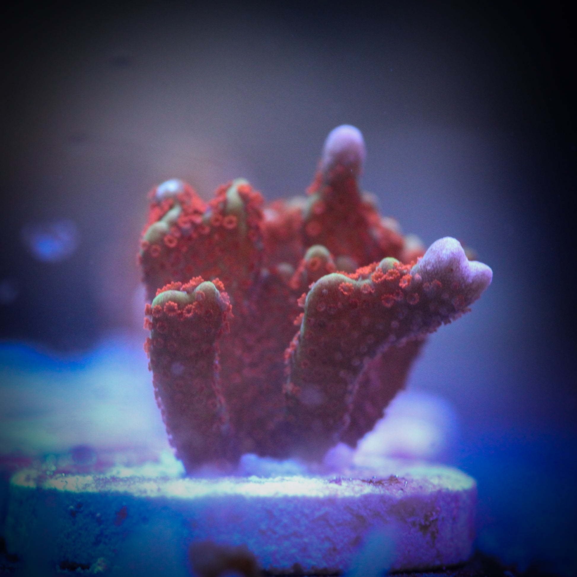 HAW Forest Fire Montipora Digitata