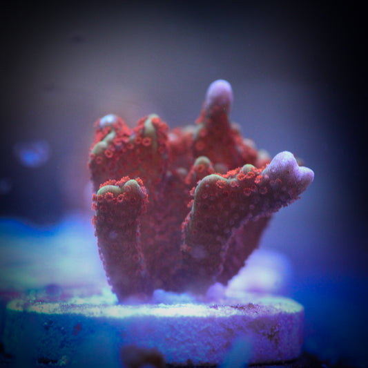 HAW Forest Fire Montipora Digitata