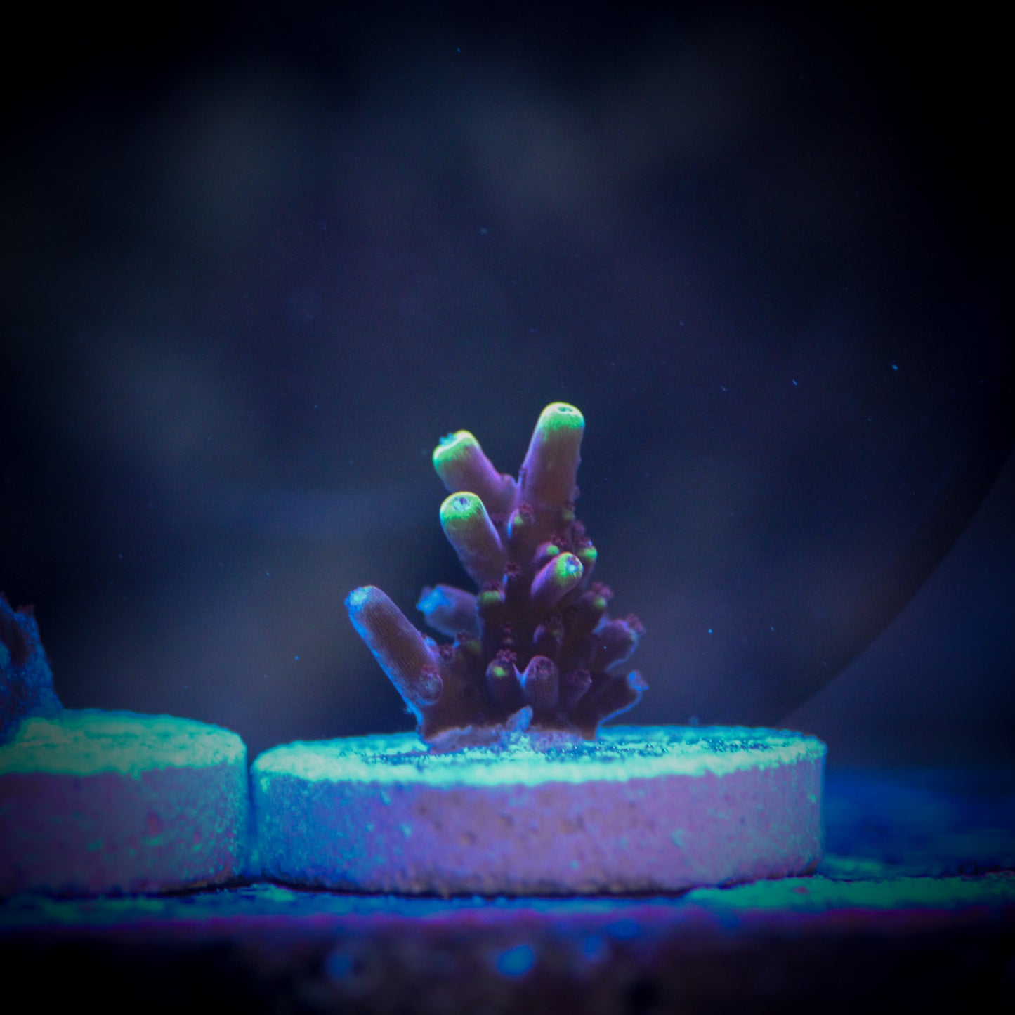 HAW Fox Flame Acropora