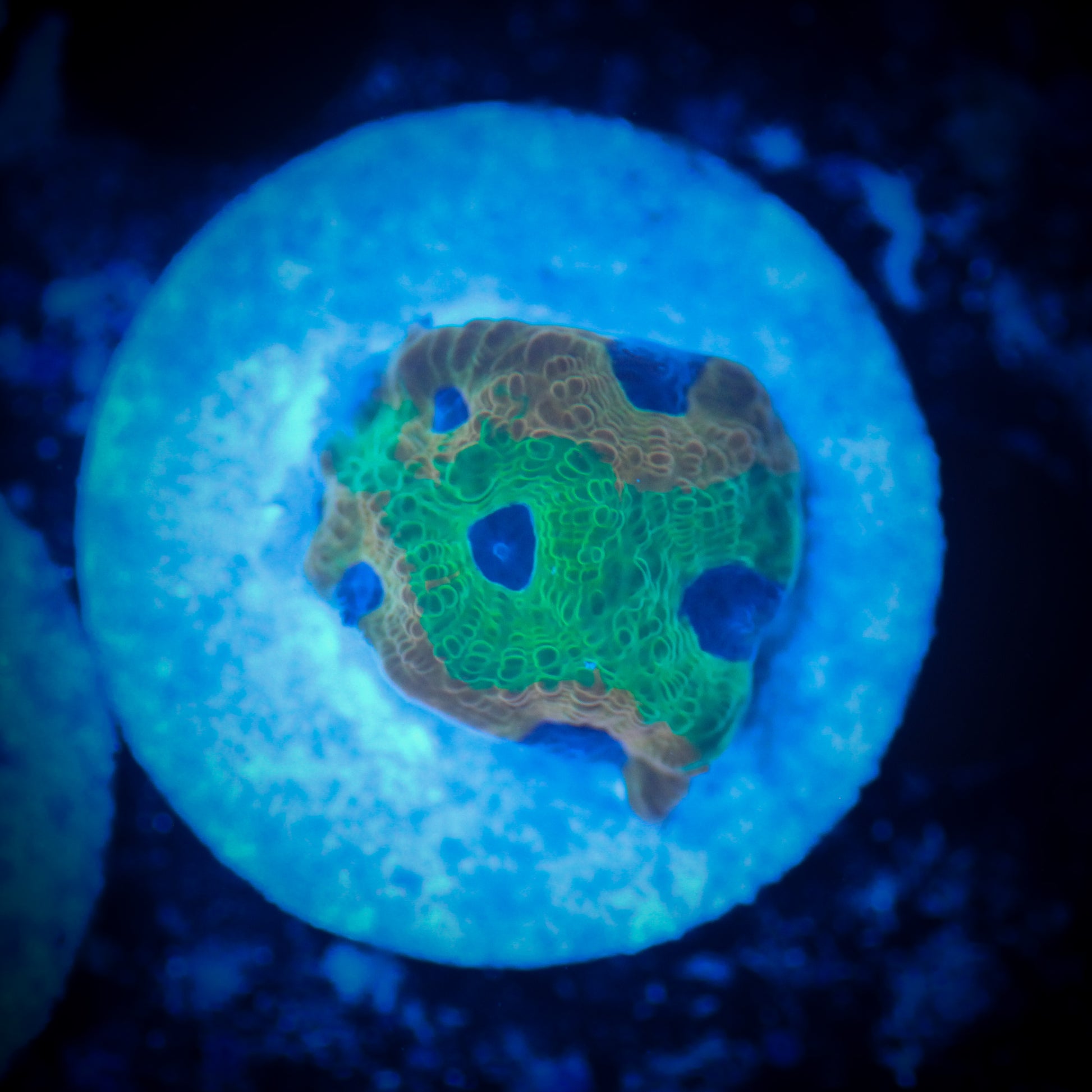 HAW Glowing Gold Favia