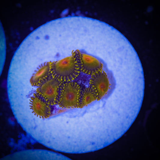 HAW Golden God Zoa
