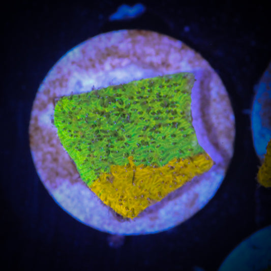 HAW Grafted Citrus Blast Lithophyllon