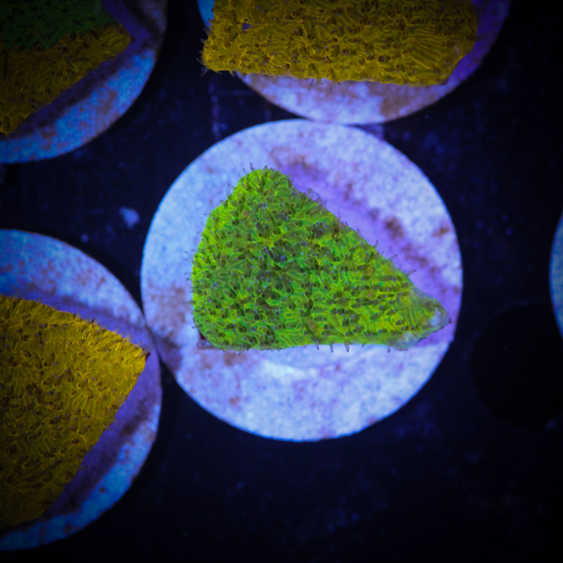HAW Grafted Citrus Blast Lithophyllon