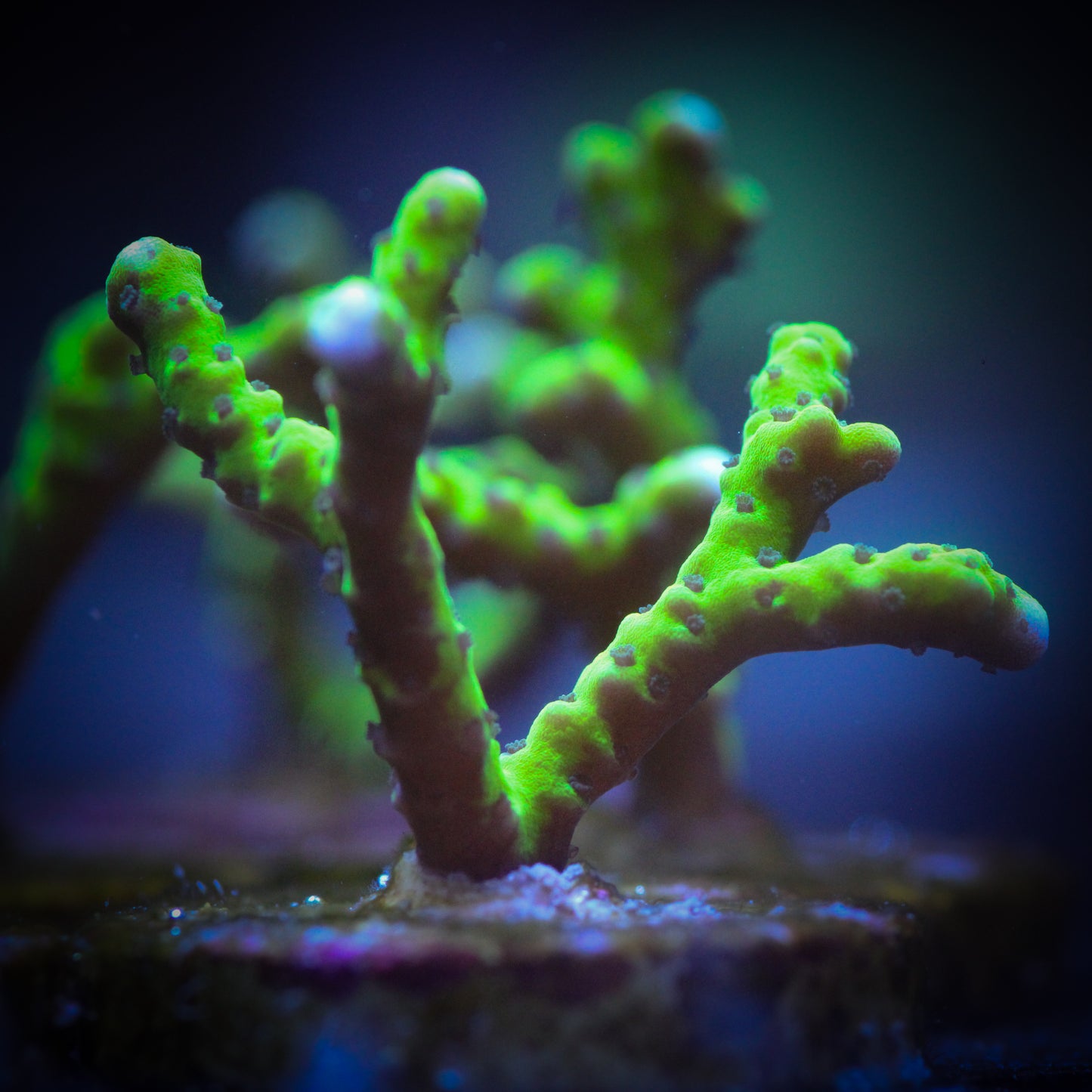 HAW Green Goblin Anacropora