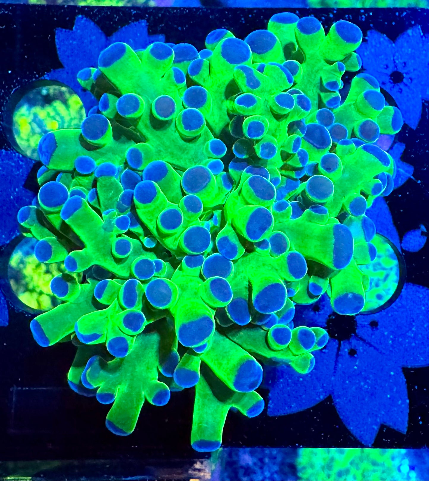 HAW Green and Purple Frogspawn