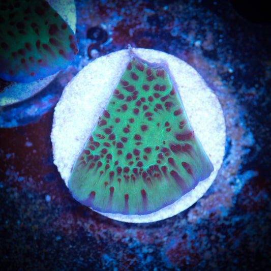 HAW Jedi Mind Trick Montipora