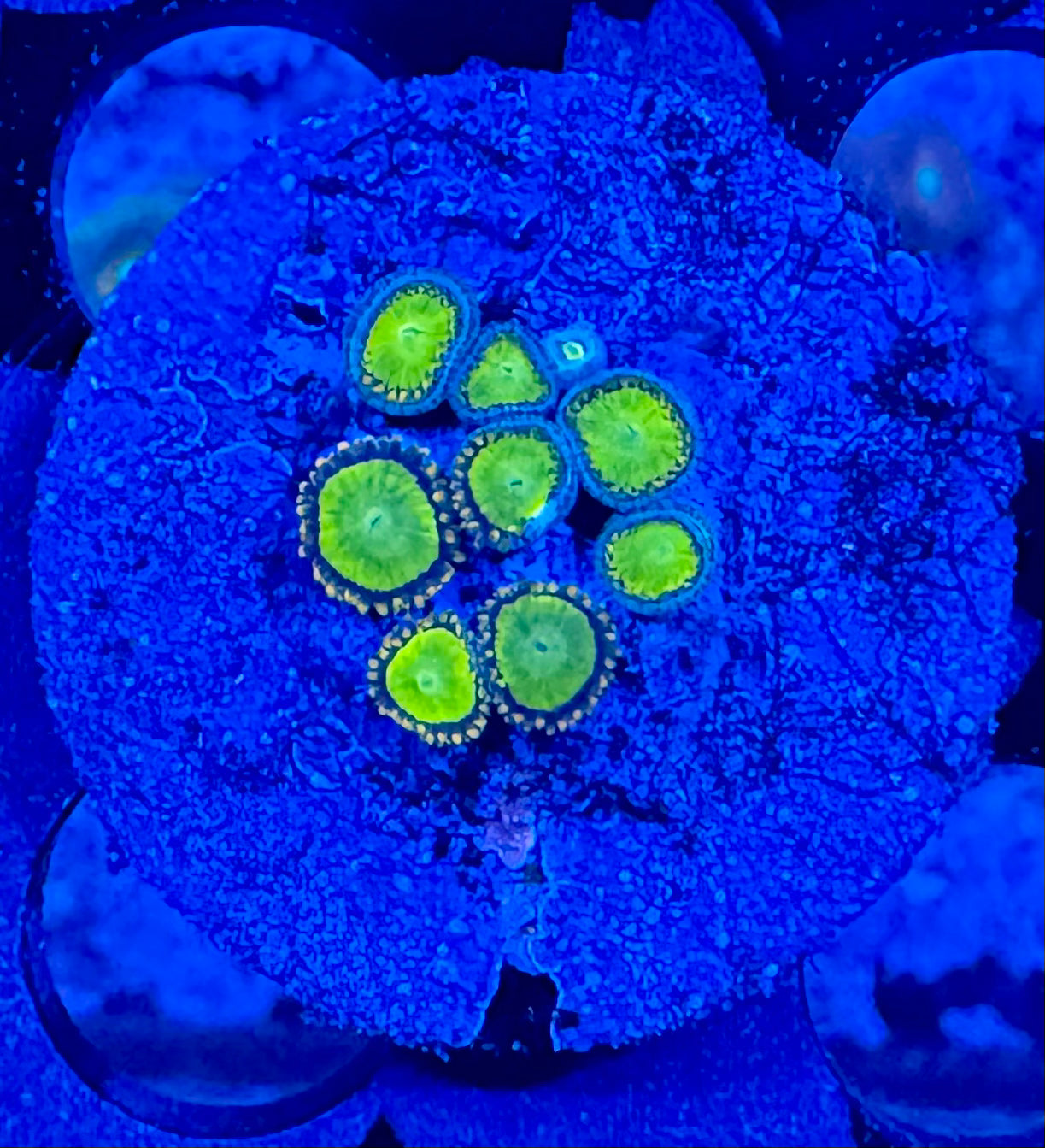 HAW King Midas Zoanthid
