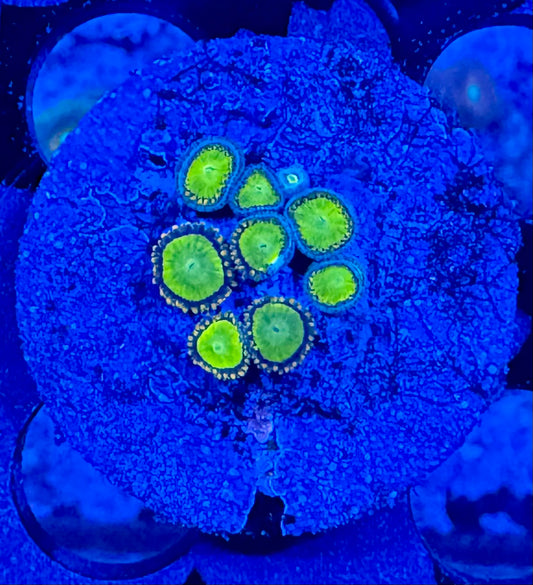HAW King Midas Zoanthid