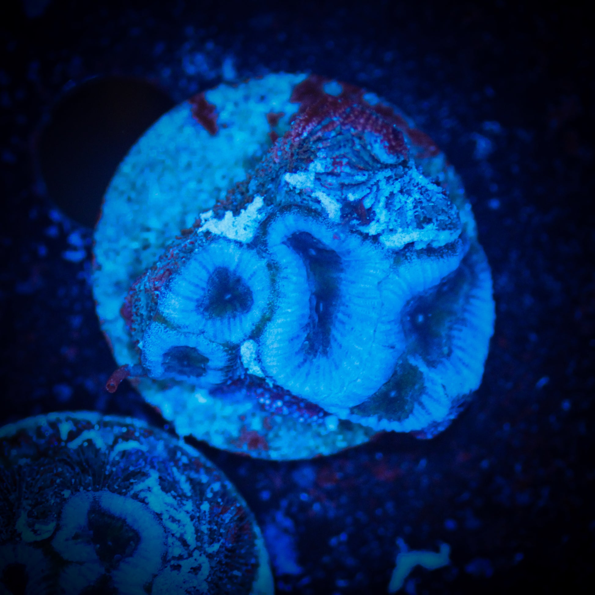 HAW Lavender Fields Favia